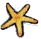 starfish
